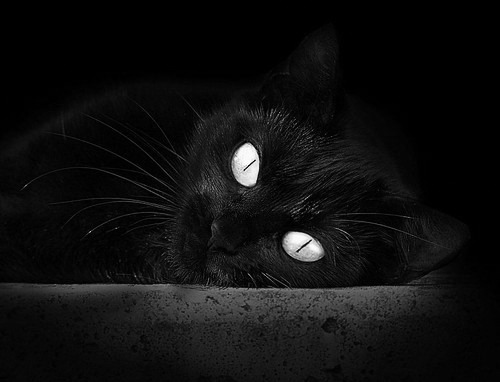 手术刀肢解红狼军团，蒂亚戈稳定输出，贝蒂斯踏平永恒之城