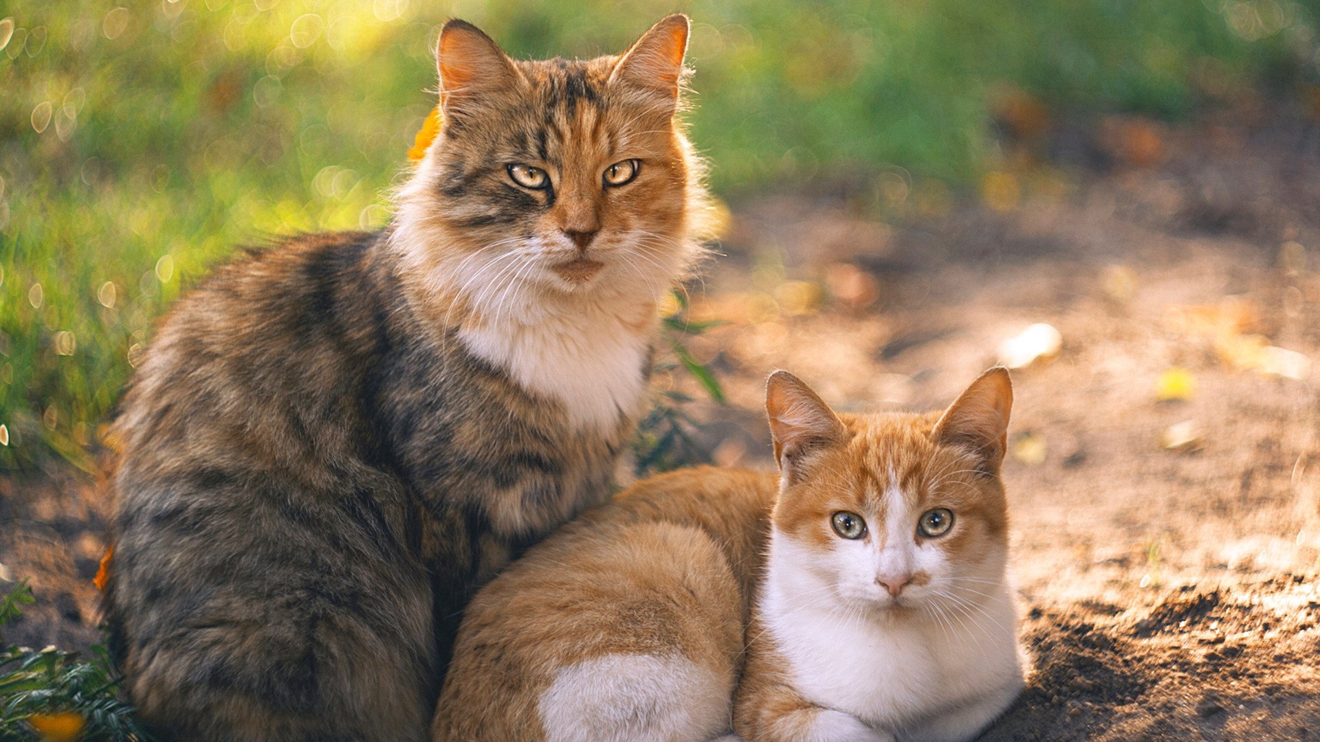 棋盘上的逆转，独行侠的绝地反击与乔治的赛道接管