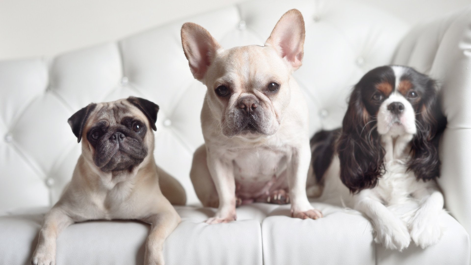 威尔士翻盘切尔西，伊布全场最佳无争议