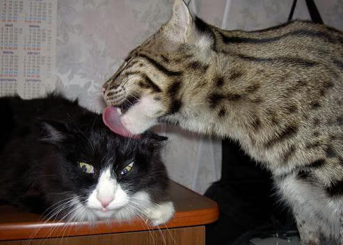 赛道绿茵惊艳跨界，F1揭幕战之夜，本泽马的帽子戏法