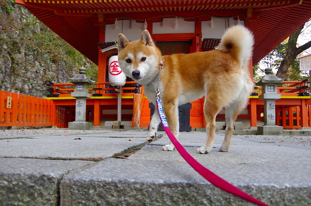 荷兰生死战破咒多特蒙德,莱奥评分拉满演绎封神之战