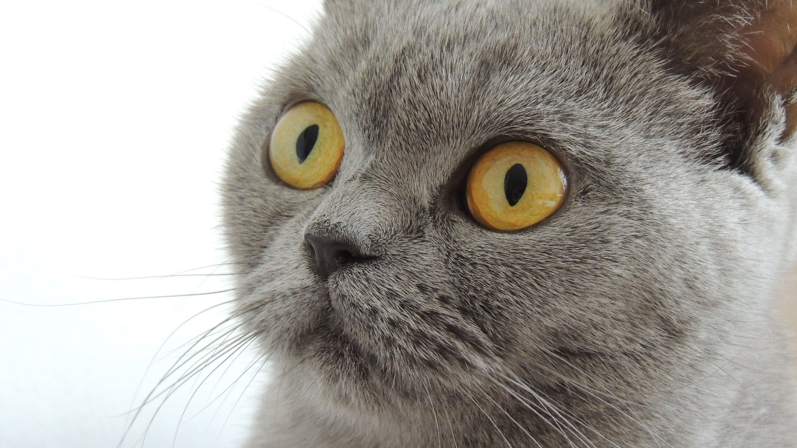 奥运前夜的俱乐部对决，C罗领衔葡萄牙众星击碎塞维利亚