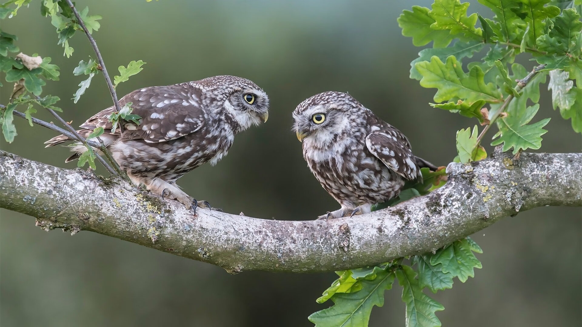 世俱杯改制-黄金与绿宝石，莱奥高光闪耀，塞内加尔力克摩洛哥晋级