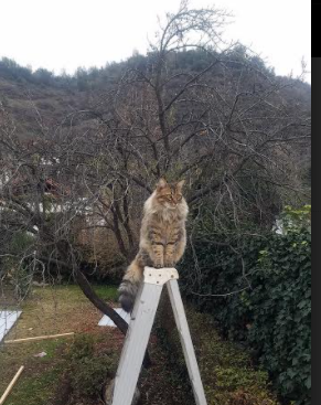 萨内闪耀，加拿大轻取新西兰