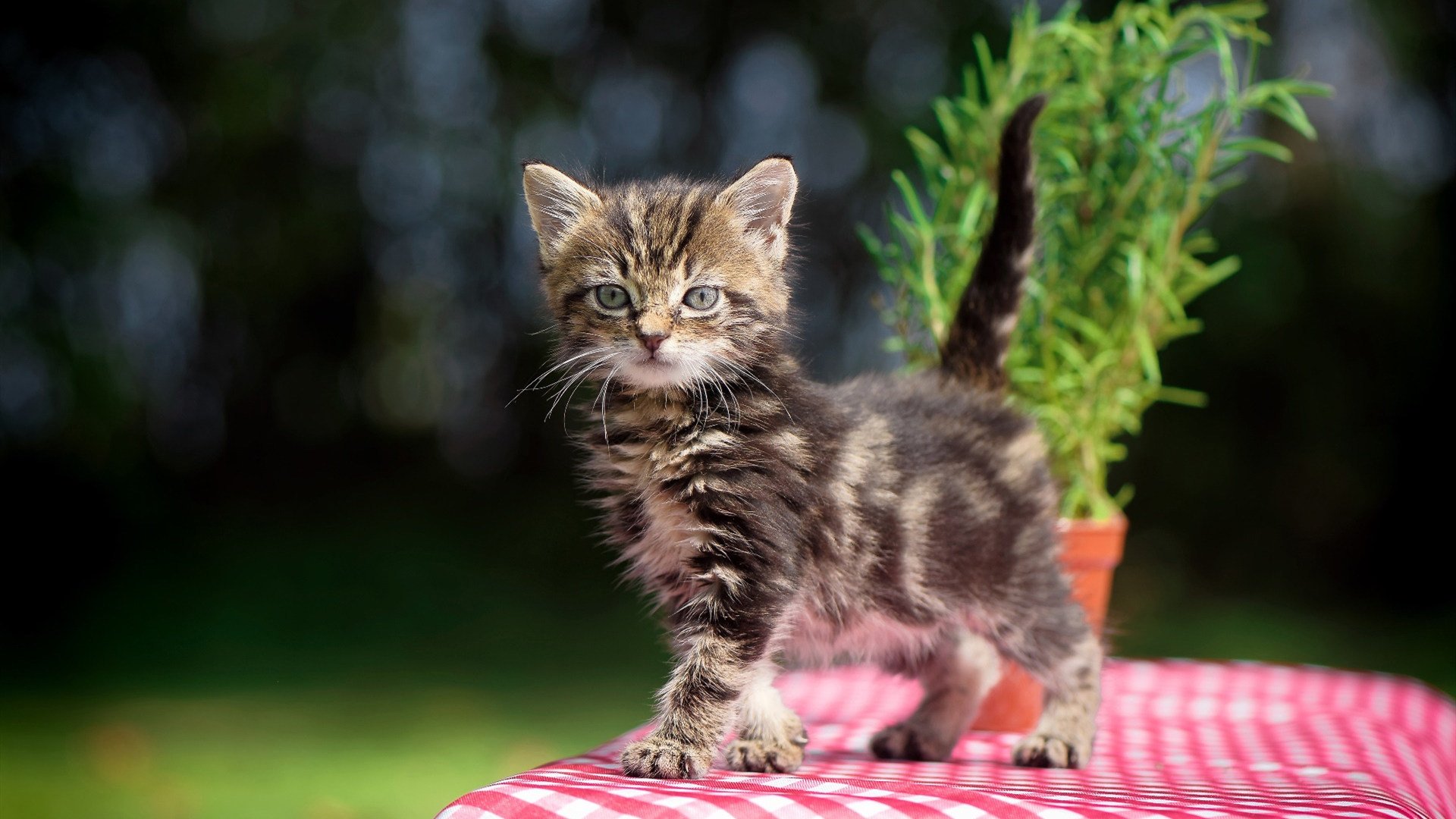 体育之夜的平行乐章，快船的团队风暴与杜兰特的孤星闪耀