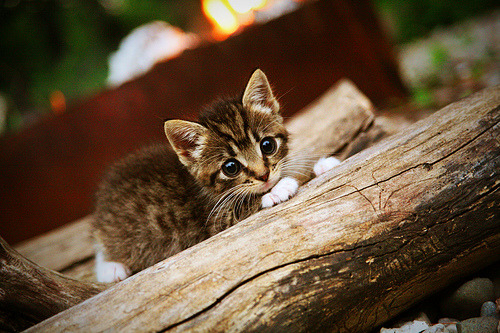 黑天鹅之翼，当戈贝尔执掌F1的终章命运