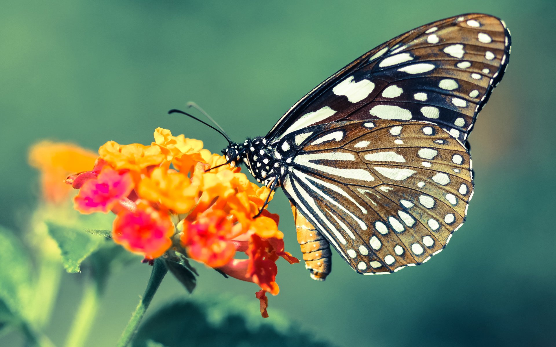 世俱杯奖金-乔治关键球定乾坤，火箭鏖战力克国王显硬仗本色