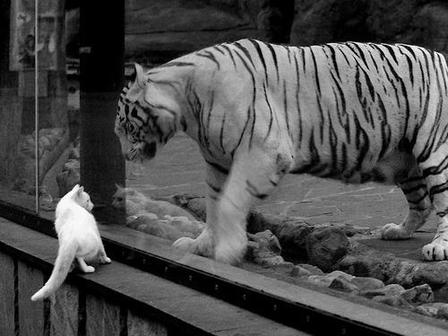 南美狂飙撕裂伯纳乌夜空，当委内瑞拉的野性基因敲打皇马的精密机器