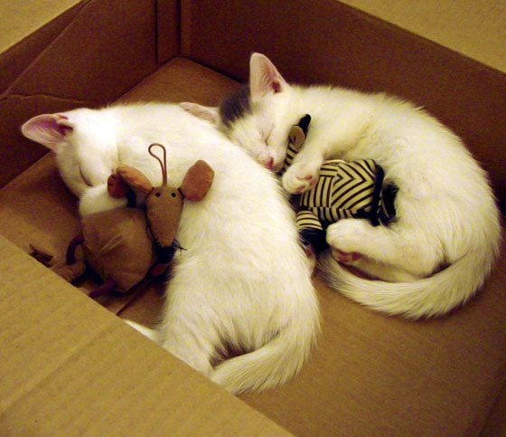 世俱杯赛程-风暴之眼，从奥斯梅恩爆发到西班牙末节哲学—个体英雄主义与集体意志的时空交响