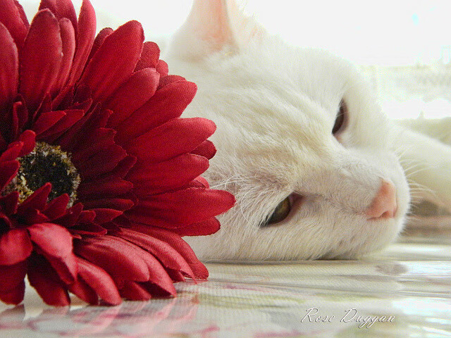 帷幕落下与权杖交接，雷恩击溃曼联之夜，姆巴佩在英超的加冕预演