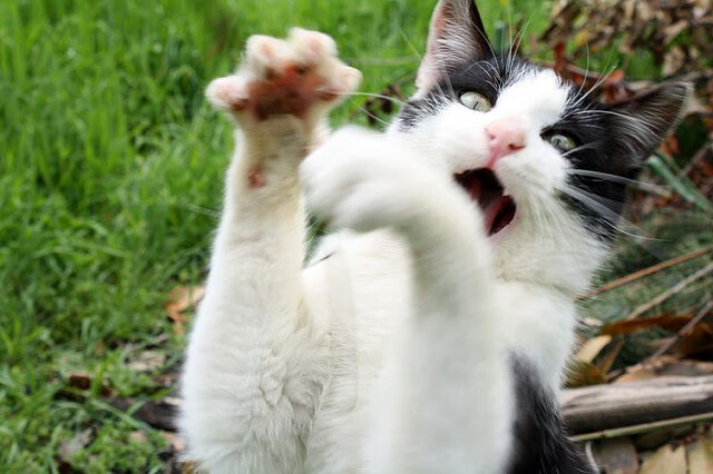 关键先生!切特末节20分接管生死战,森林狼掀翻太阳奇迹晋级