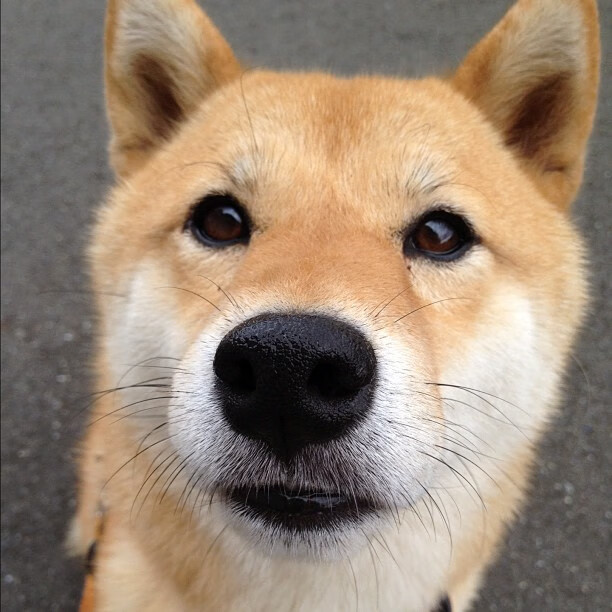 极速与绿茵的交汇,F1年度争冠战与喀麦隆的波兰征程