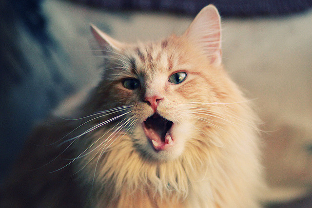 破晓之战,北京队正面击溃国王,西亚卡姆化身关键先生定乾坤