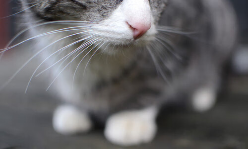 浓眉主宰内线，火箭客场踏平广东豪取关键胜利