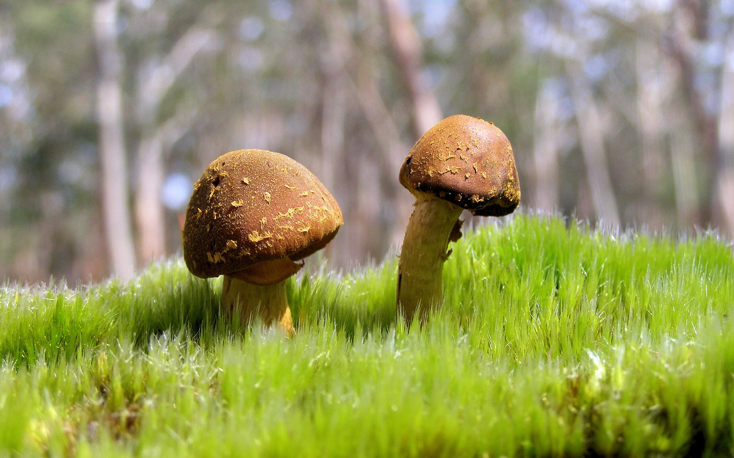 世俱杯-2026世界杯焦点战，曼联群星掀起进攻风暴，三狮军团一波流带走秘鲁