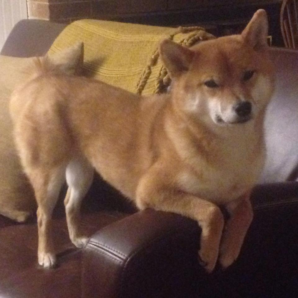 雷霆粉碎步行者，文班亚马在年度焦点之战中完成终极进化